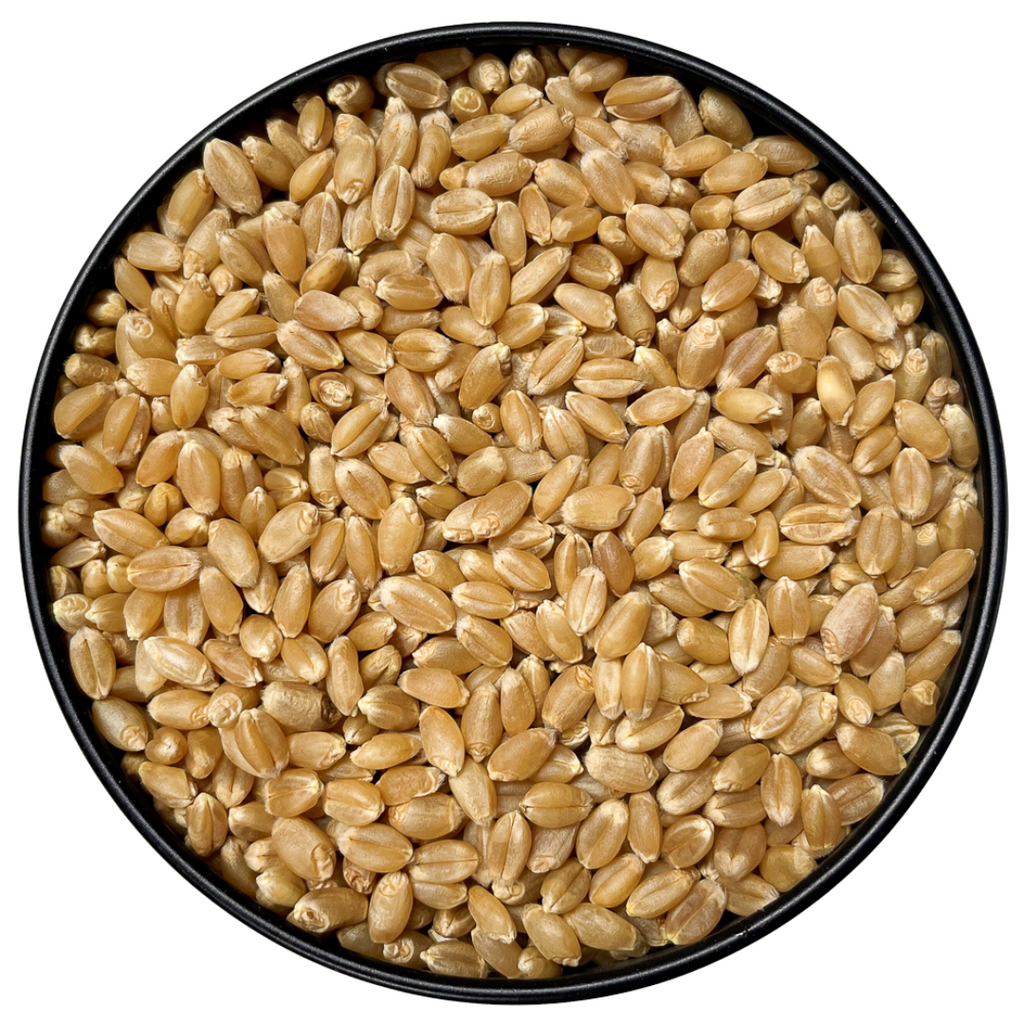 Hard White Spring Wheat Berries Storehouse Foods