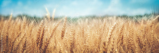 Harvest Sale