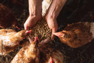 Pet & Livestock Food