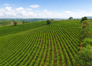 Coffee from the Americas