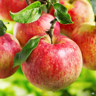 Orchard Fresh BC Apple Pre-Order