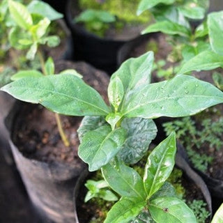 Mexico Chiapas HG Washed