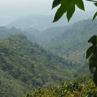 Mexico Chiapas HG Washed