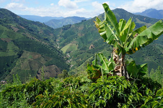 Colombia Narino Organic Washed