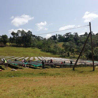 Ethiopia Sidama FTO Washed