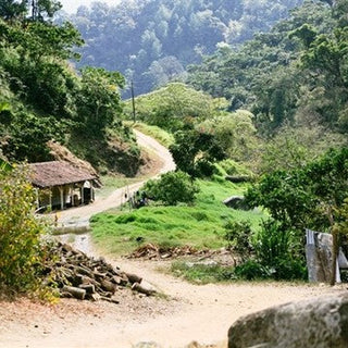 Mexico Serranos Organic Washed