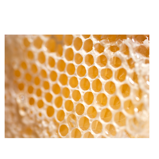 Natural Bees Wax Lip Balm