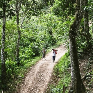 Nicaragua Jinotega Organic