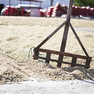 Nicaragua Jinotega Organic