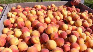 Fresh BC Glohaven Peaches - 20lb CASE