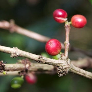 Ethiopia Yirgacheffe Organic Natural