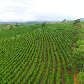 Brazil Swiss Water® Decaf