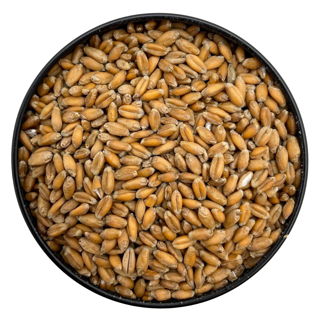 Organic Sprouted Hard Red Wheat