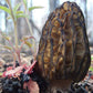 Morel Mushrooms  by Untamed Feast Wild Food